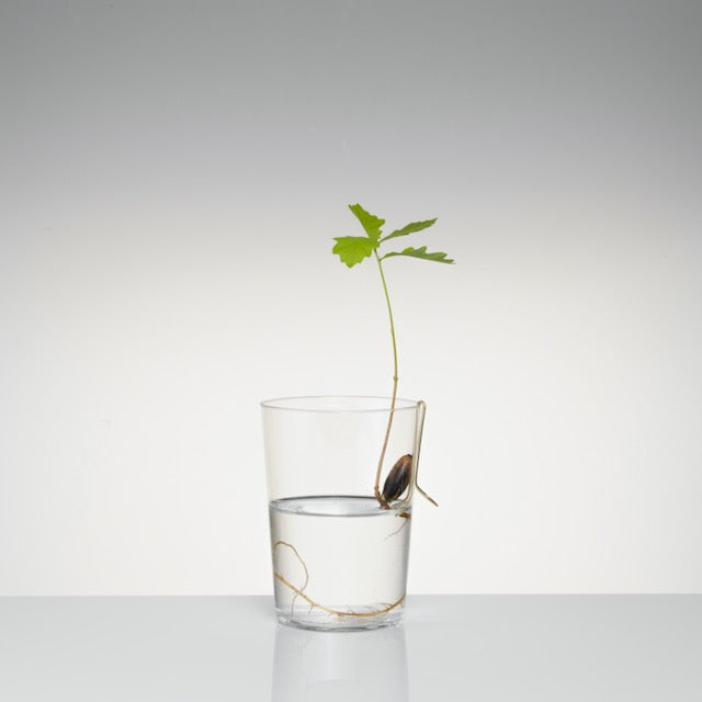 Floating Forest Series / Michael Anastassiades