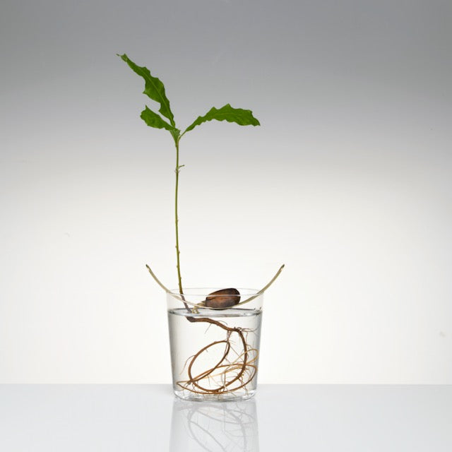 Floating Forest Series / Michael Anastassiades