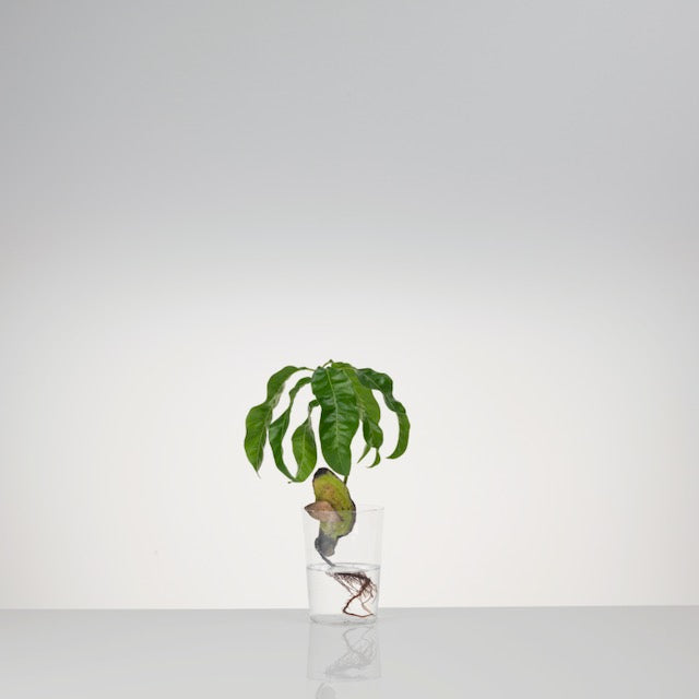 Floating Forest Series / Michael Anastassiades