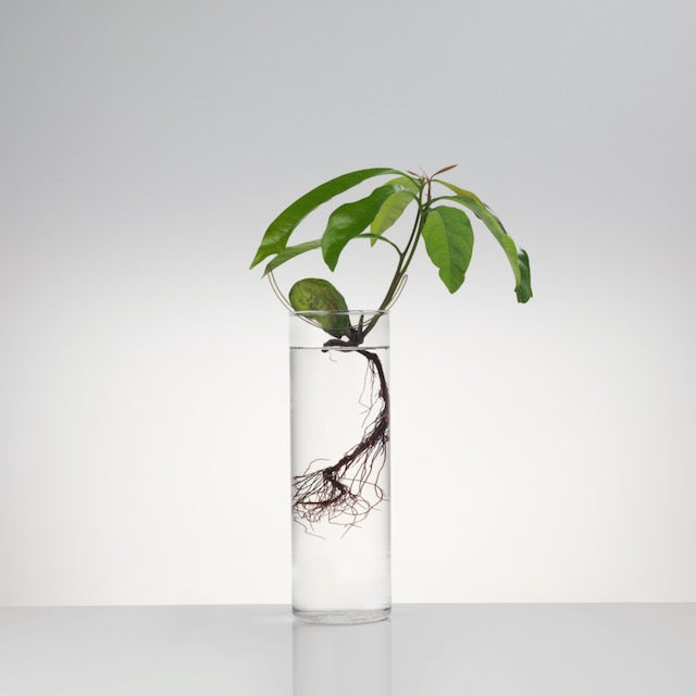 Floating Forest Series / Michael Anastassiades