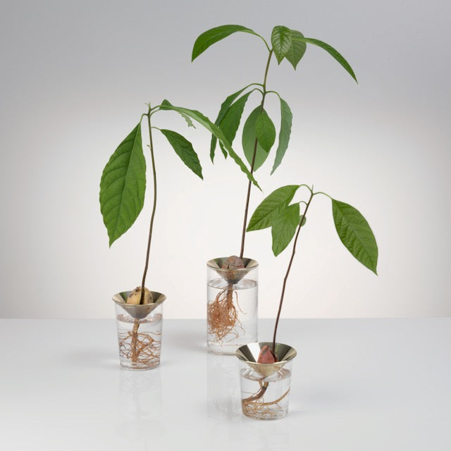 Floating Forest Series / Michael Anastassiades