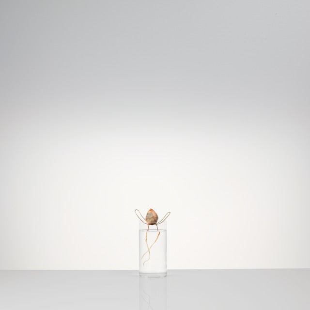Floating Forest Series / Michael Anastassiades