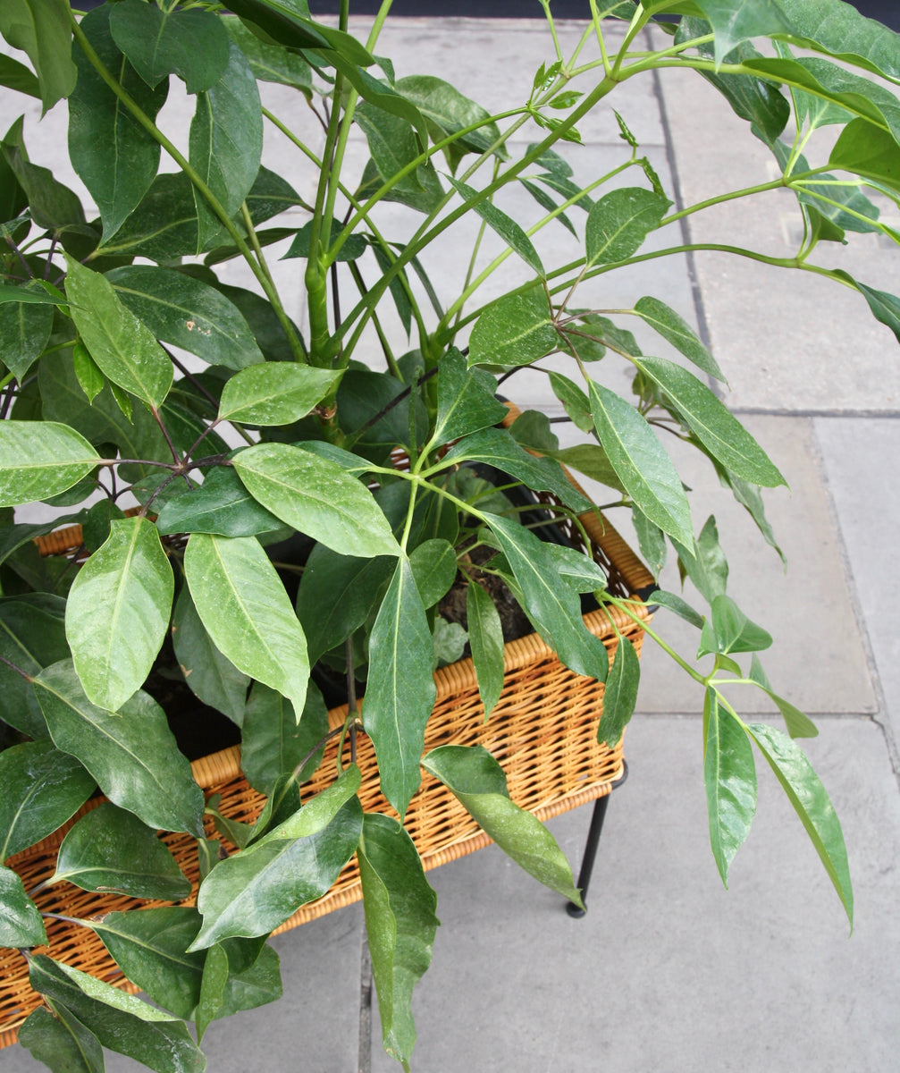 Rectangular Wicker Planter <br>by Carl Auböck